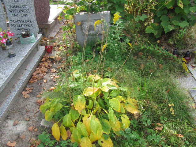 Helena Radulska 1910 Elbląg - Grobonet - Wyszukiwarka osób pochowanych