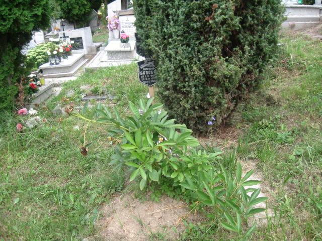 Grób Antonina Borowa