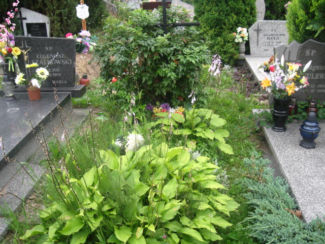 Ryszard Adamowicz 1948 Elbląg - Grobonet - Wyszukiwarka osób pochowanych