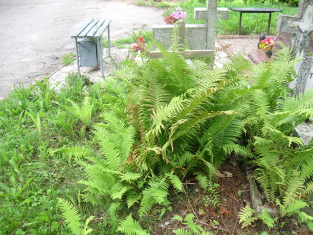 Grób Aneta Mittelstaedt